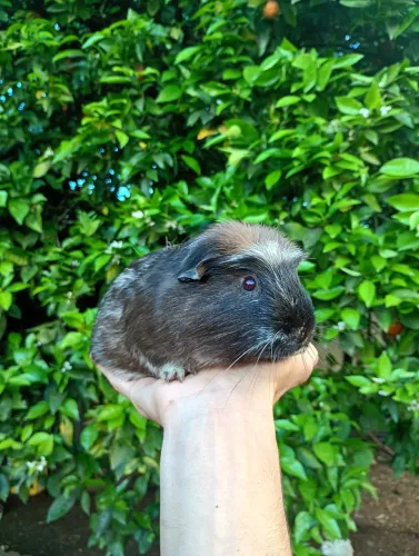 Porquinho da índia macho