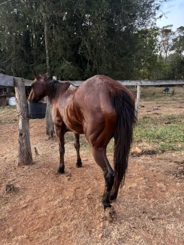 Égua vermelha quarto de milha extra!! Um mostro de rédea