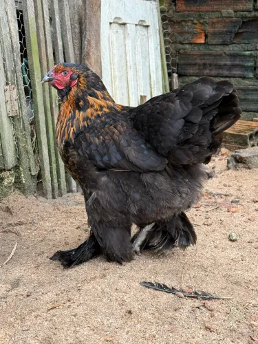 Brahma