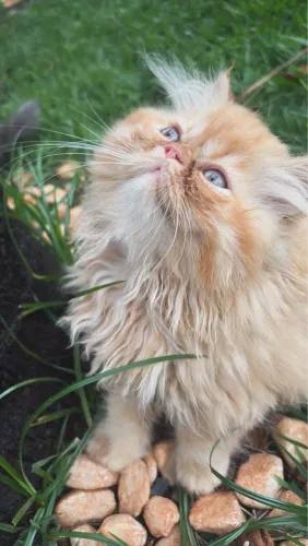 Maravilhosos filhotes persa 1400