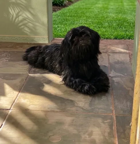 Shihtzu fêmea preta