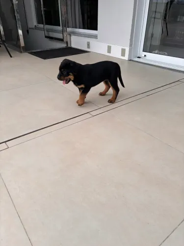 Rottweiler fêmea