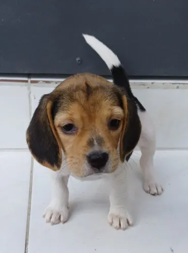 Beagle com Saúde 100%: Imunização V10 Importada e Garantia em Contrato Formal.