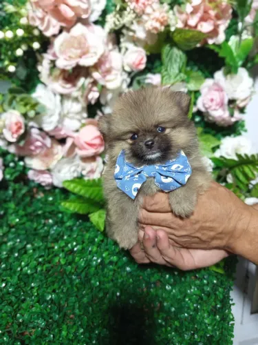 Lulu da pomeranea com 50 dias vermifugado 