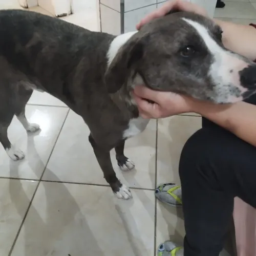 Cachorro para adoção - 2 anos e castrado