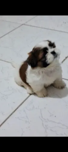 Shitzu macho disponível 