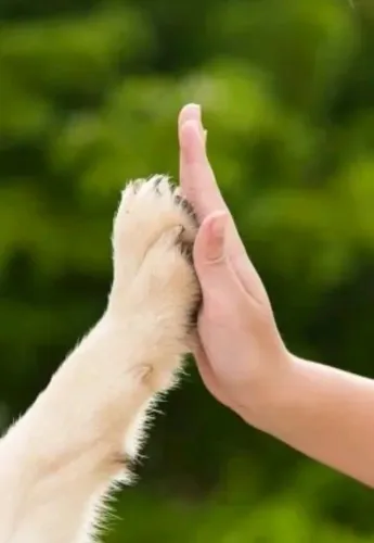 Passeadora de cães - Bairro das Indústrias | Belo Horizonte