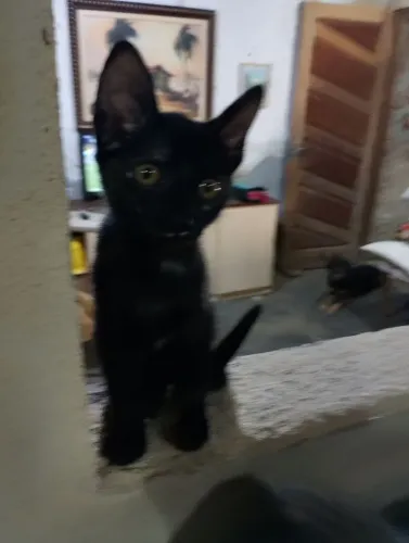 Doação de gatos 