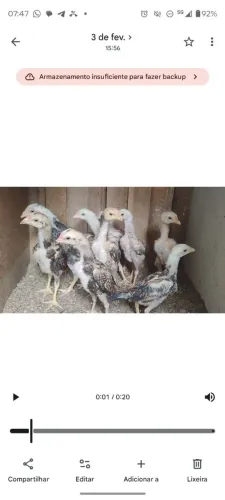 Vendo galo galinhas frangos e frangas pintinho ovos índio 