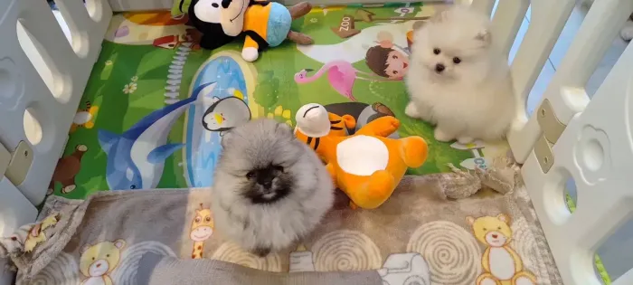 Doação Lulu da Pomerânia (Spitz Alemão)