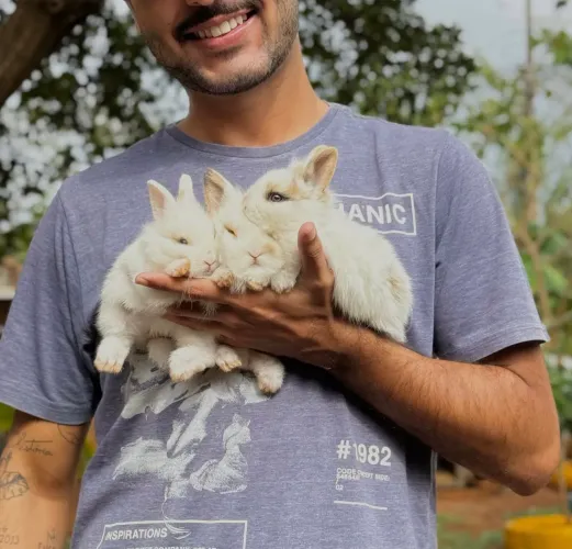 Coelho Filhote Mini Lion