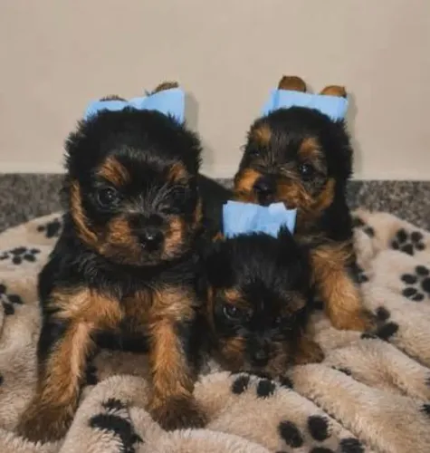 Filhotes ? de yorkshires: