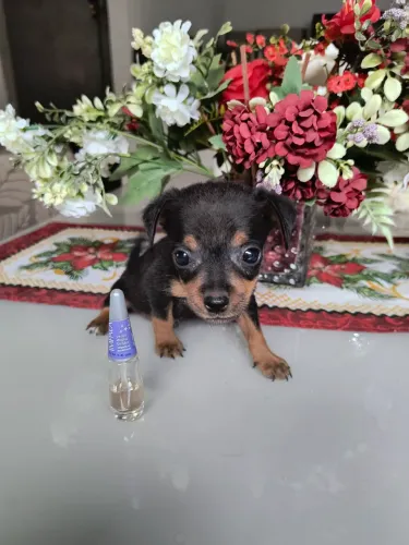 Cachorro macho, mistura pinscher com yorkshire raça pequena.