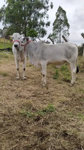 Vendo 2 bois