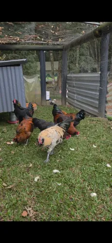 Vendo Galos Ameraucana X Maran