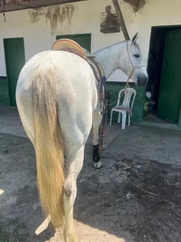 Animais para agropecuária