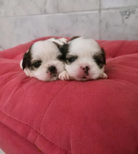 Shih Tzu micro machos
