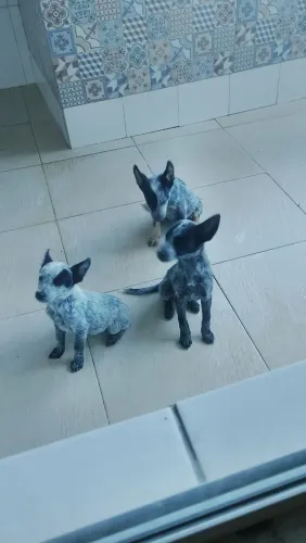 Cães para lida com gado e companhia na fazenda ou chácara 