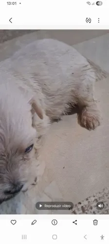 Vendo cachorrinho poodle 1 mês raça pura