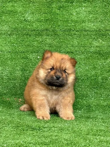 Filhote de chow chow