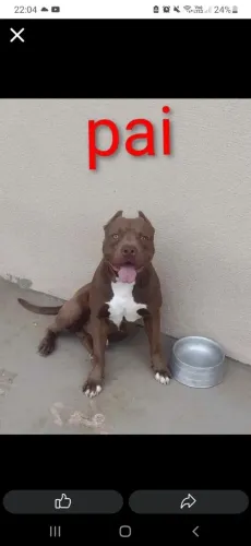 Pitmoster filhoteee