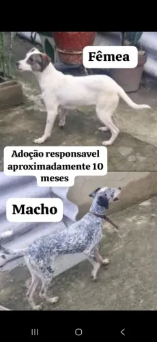Doação cachorrinha