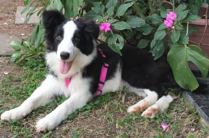 Border collie fêmea