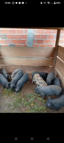 Porco caipira
