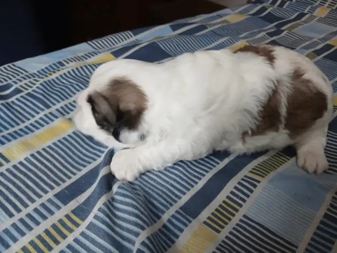 Shihtzu 
