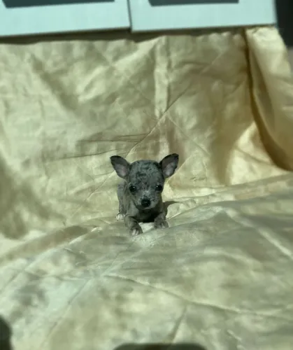 Chihuahua pequenos