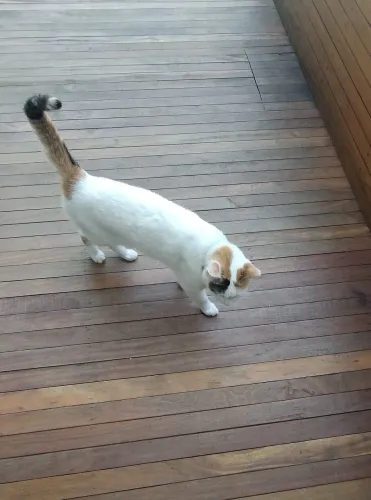 Doação de Gato