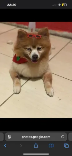 Lulu da pomerania macho