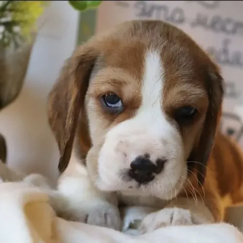Beagle ?Pequeno no tamanho, gigante na curiosidade.?