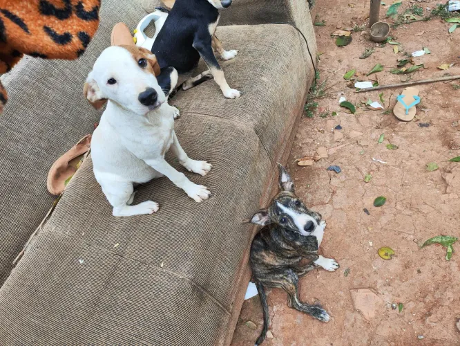 Doação pitbull misturado 3 meses de idade pra quem realmente quer cuidar