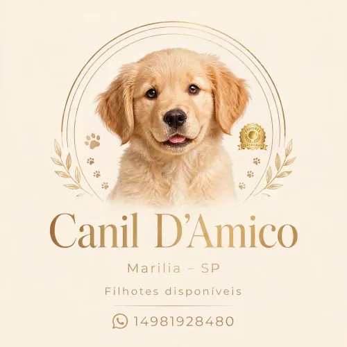 Filhotes de Golden Retriever