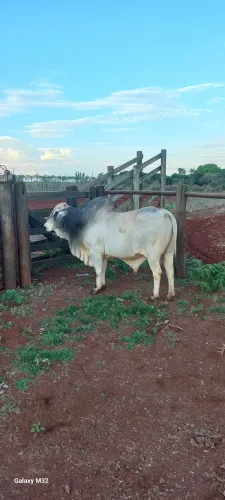 Touro nelore