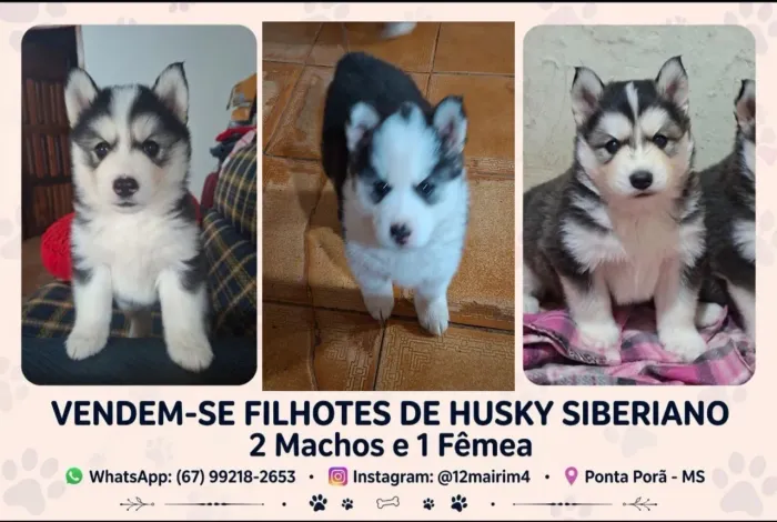 HUSKY SIBERIANO 