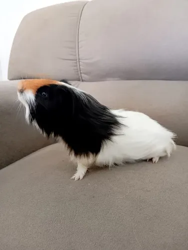 Vendo Porquinhos Da Índia 