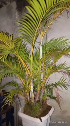 Coqueiro