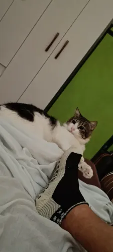 Doação de gato 