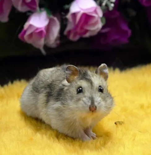 Hamster promoção anão e sírio machos e fêmeas porquinho hamster Twister coelho