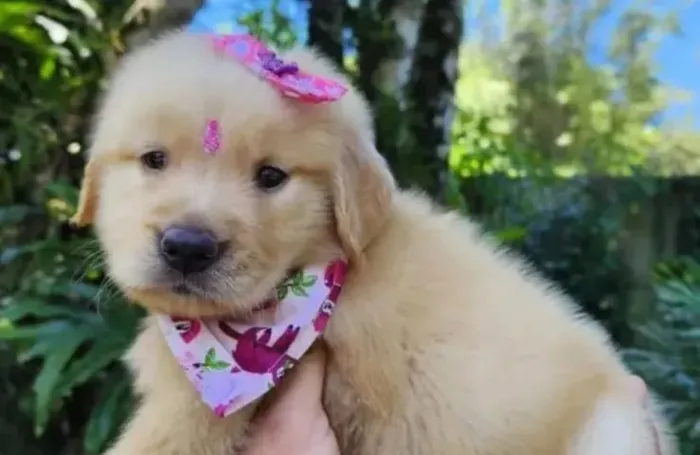 Golden um focinho cheio de amor para alegrar seus dias