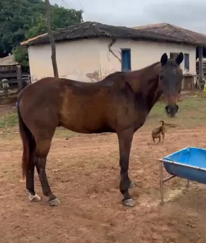 Cavalo