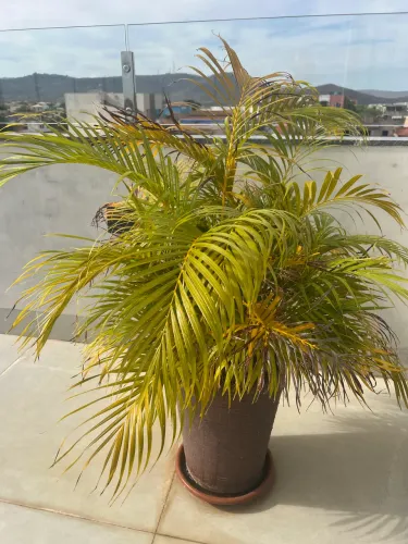 Vaso de planta completo com planta , areia e pedras decorativas