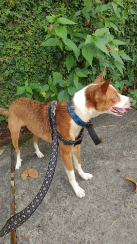 Cachorro 