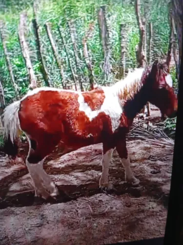 Filhote de pônei