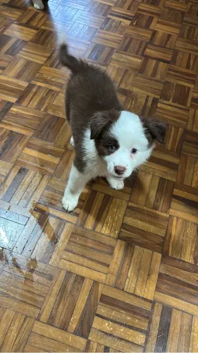 Vendo filhote de Border collie