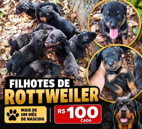 Filhotes de Rottweiler ?