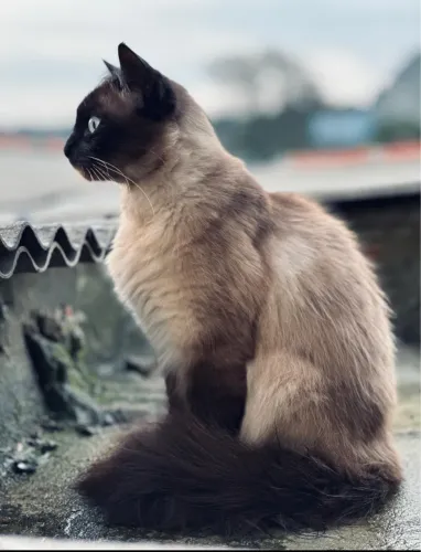 Doação gato adulto castrado 