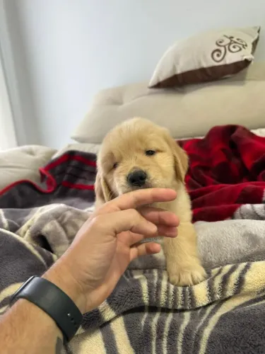Filhotes de Golden Retriever para Doação